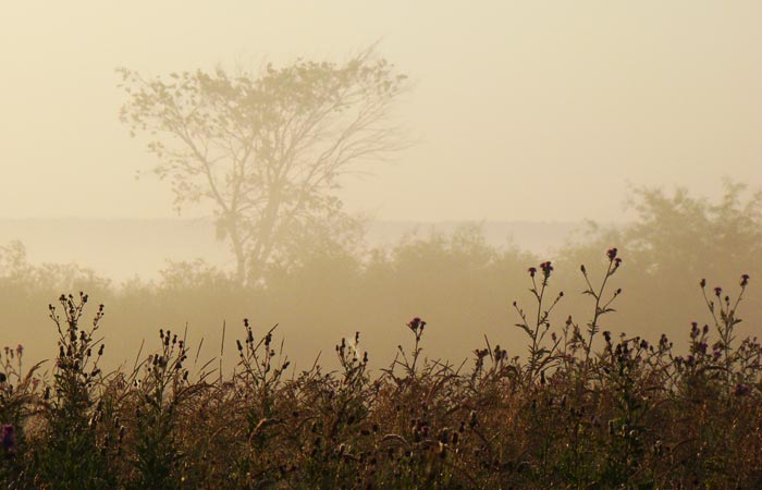Кусты и дерево за озером из-за лёгкого тумана видны только силуэтом. Фото А.Куклина