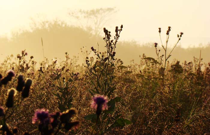 Травы в прозрачном бисере росы и луговые дали в золотистой дымке утра. Фото А.Куклина
